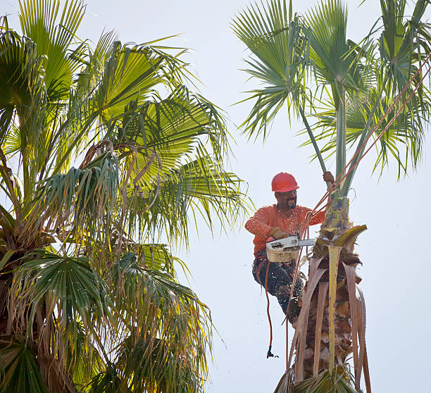 Best Affordable Tree Service  in Pleasanton, CA